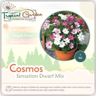 Biji Benih Bunga Cosmos Dwarf Biji Cosmos