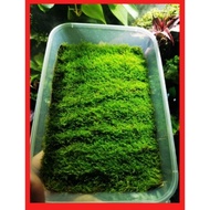 Hynum curvifolium moss,terrarium,paludarium,vivarium