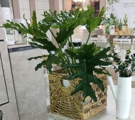 [SG 🇸🇬Store] Split Leaf Philodendron, Philodendron selloum, Philodendron 'Hope' (0.7m) - Lush leaves for shady areas indoors!
