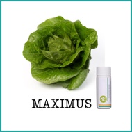 ↓ ✁ ▨ Rijk Zwaan Lettuce Pelletized 100 Seeds | Nutrihydro