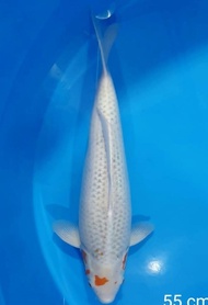 Flash Salee Ikan Koi Asagi Import Jepang Sertifikat Ooya Farm Code 56