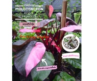 ฟิโลเดนดรอน พิงค์ ปริ้นเซส เจ้าหญิงสีชมพู (Philodendron Pink Princess) ไม้เพาะเนื้อเยื่อ