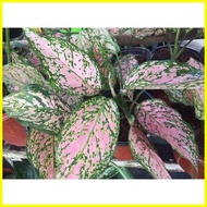 ◹ ☌ ☸ Aglaonema different varieties (common &amp; Rare)