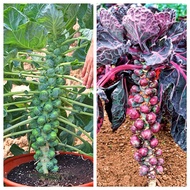 20 SEED -Baby Cabbage | Benih Kobis Baby Brussel Sprouts Long Island