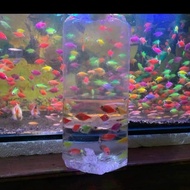 Glofis TETRA AQUARIUM Decoration TETRA GLOFIS Colorful