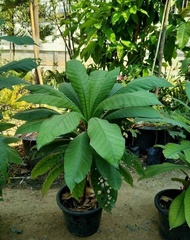 (1ต้น) สูง 70-80cm ต้น จิกเศรษฐี ต้นจิกเศรษฐี ชำกิ่ง / Natthaphong