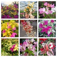 Bougainvillea Cuttings (Set D)
