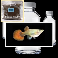 PRTDE Female Platinum Red Tail Dumbo Ear Bonus Pakan Pelet Guppy 5 Gram