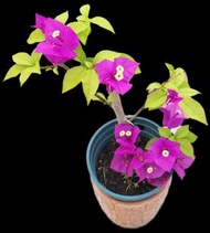 紫紅色三角梅盆栽