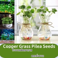 การงอกอย่างรวดเร็ว 50 เมล็ด/แพ็ค Copper Grass Pilea เมล็ด สำหรับปลูกพืชน้ำฟอกอากาศปลูกสี่ฤดูกระถางต้นไม้ระเบียงในร่มและกลางแจ้งจริง พืชสด เมล็ด ขาย บ้าน