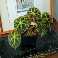 Begonia sp. Merangin [ RARE Plant ]
