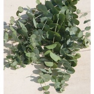 5 Silver Dollar Leaf Plant Seeds