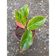 ✢Aglaonema Pink Lipstick (actual photo)