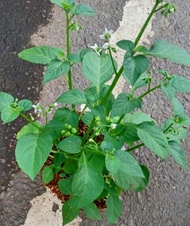 Promo 5 bibit tanaman leunca / ranti - bibit leunca ukuran 30 cm