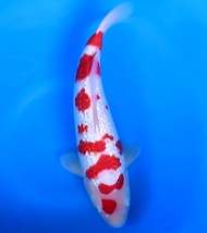 IKAN KOI IMPORT GINRIN KOHAKU 35CM MARUYAMA KOI FARM