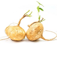 10 biji benih Ubi Sengkuang Jicama seed