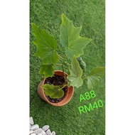 BEGONIA ASAM BATU ~ REAL PLANT ~ INDOOR PLANT ~OUTDOOR PLANT    READY STOCK BEGONIA ASAM BATU ® POKO