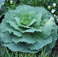 ปูเล่เขียวสี่ทิศ Cabbage Ornamental Seeds เมล็ดพันธุ์ปูเล่เขียวสี่ทิศ คะน้าเด็ดยอด  ปูเล่ เป็นไม้ประ