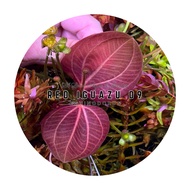 [Aquatic Plant] Submerged Red Echinodorus Iguazu 2009 Low Tech Rare Plants Aquarium Aquascaping