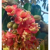 ANAK POKOK DURIAN BUNGA MERAH RARE***