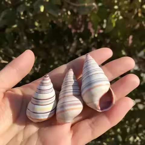 Natural shell conch girl snail shell specimen snail hermit crab replacement shell fish tank aquatic 