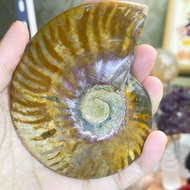 Natural Ammonite FOSSIL Ammonite Natural Spotted Snail FOSSIL One Object One Object One Picture Mobi