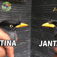 jalak kebo mata kuning pilihan