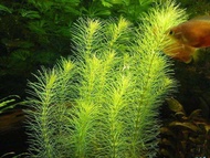 rotala nanjenshan tanaman aquascape 20btg. tanaman hias. tanaman air.