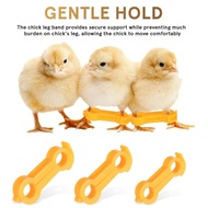 Chick Leg Stabilizer Baby Birds Splay Legs Correction Band Newborn Chicken Leg Hobble Brace Support 