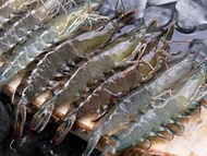 金爺海鮮 - 游水泰國大虎蝦 (約1斤)