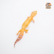 Female Mack Snow Tremper Giant ADULT Leopard Gecko