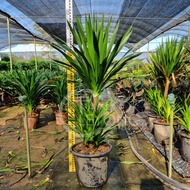 TKL - Big Size Double Layer Dracaena Draco/Single Stem Draco Sp (Dragon Tree) 80-120cm 大型双层太空铁/太空铁80