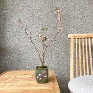 小品盆栽-雲龍寒梅