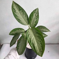 Sindo - Aglaonema Simplex Plant   Effortless Elegance for Your Indoor Oasis