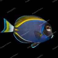 Ikan Hias Air Laut Botana Biru Bobi Hybrid