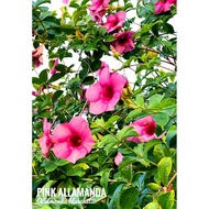 Pink Allamanda Postcard - Tropical Beauty in Bloom