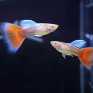 [1PAIR] SKY RED GUPPY LIVE FISH AQUARIUM