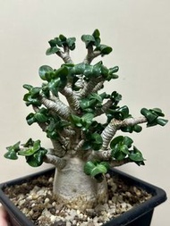 羊角沙漠玫瑰