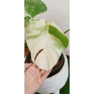 Monstera Albo Japan Variegated Plant Rare Collection