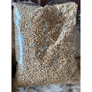 [QQ PET SHOP] GANDUM (5KG)