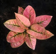 Promo bibit bonggol Aglonema Ruby compakta / Aglonema murah