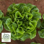 HE7 Romaine / romain Maximus / Tiberius Organik 200 Gram