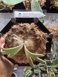 P.willinckii 'Jade Girl' 'Yellow Moon Dwarf'侏儒玉女侏儒黃月鹿角蕨