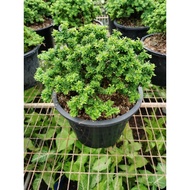 vietnam  bluebell  bonsai (越南蓝铃）