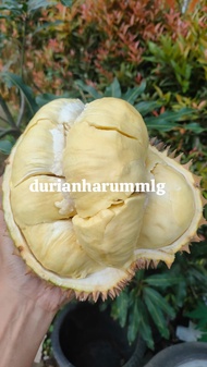 Durian montong utuh Palu 5kg Jumbo Manis Bergaransi
