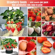 ปลูกได้ทั้งปี 600เมล็ด เมล็ดสตอเบอรี่ Strawberry Fruit Seeds for Planting Bonsai Tree Seeds เมล็ดพันธุ์ สตรอเบอร์รี่ ต้นผลไม้ บอนไซ ต้นไม้แคระ ต้นพันธุ์ผลไม้ เมล็ดพันธุ์ผัก ต้นไม้มงคล Fruit Plants พันธุ์ไม้ผล สตอเบอรี่สด ต้นสตอเบอรี่ ต้นไม้ประดับ