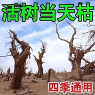 Root Death Death Root Death Rotten Medicine Big Tree Tree Root Kill Tree Root Big Tree Powder G3JW