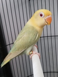 Burung Lovebird Biola Parblue PF MM