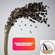 Black Sudangrass Sorghum Spray