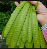 Petai Cina Muda(450gram) Pete lamtoro selong/ Pete Cina lalaban sayuran